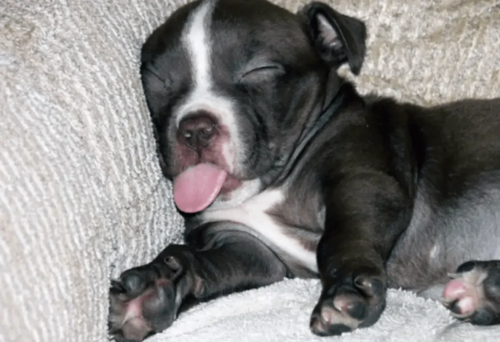 Um cachorro filhote que comeu um alimento tóxico para cães.