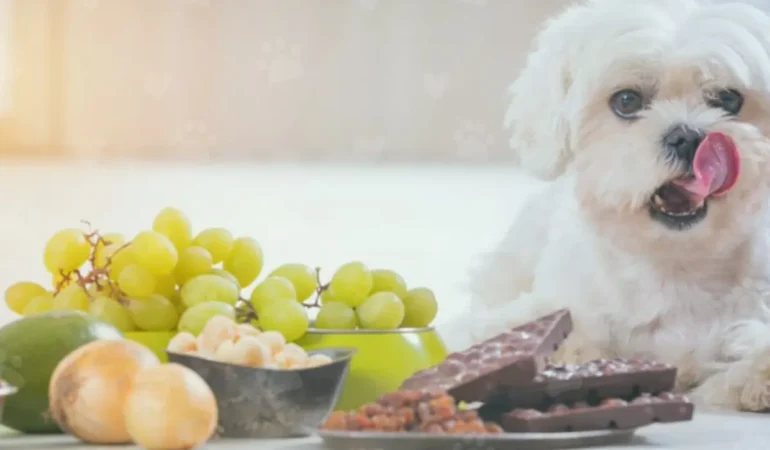 Um cachorro com alimentos tóxicos para cães em uma mesa.