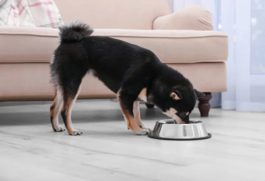 Um cachorro comendo ração em uma tigela no chão.