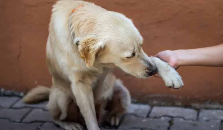 Um cachorro com problemas de articulação.