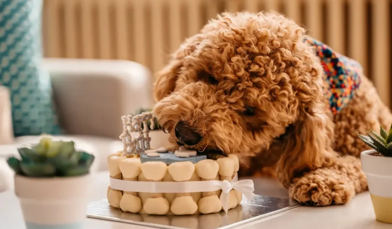 Um cachorro comendo um bolo saudável para cães.