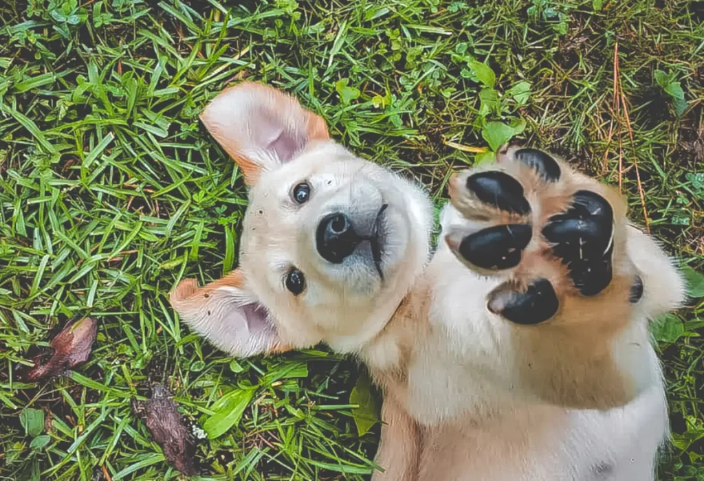 Um cachorro deitado em um gramado.