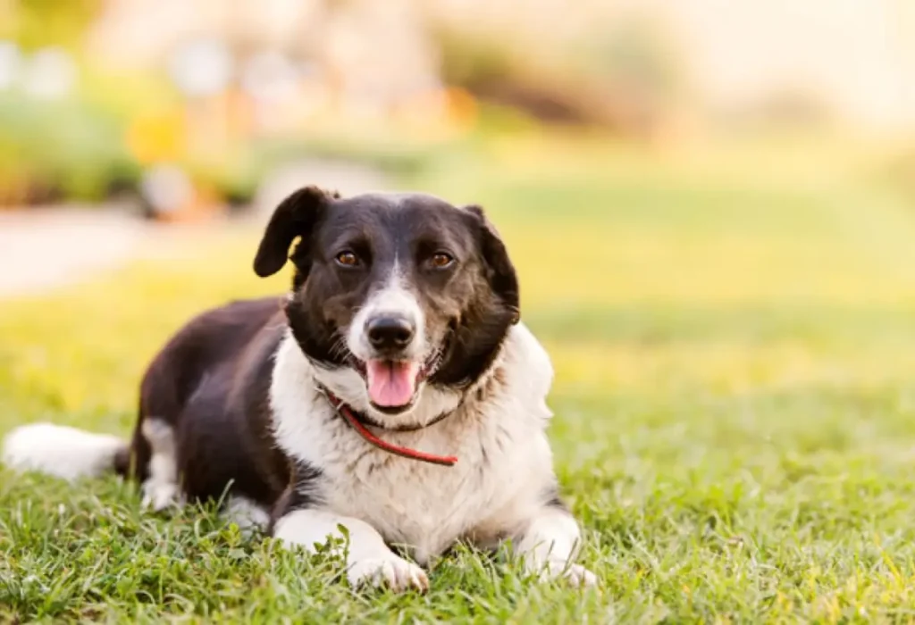 Um cachorro deitado em um gramado.