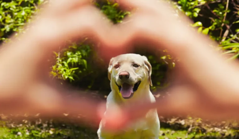 Um cachorro com problemas de insuficiência cardíaca.