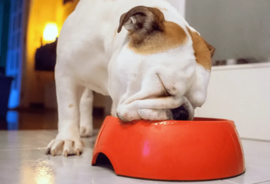 Um cachorro comendo ração.