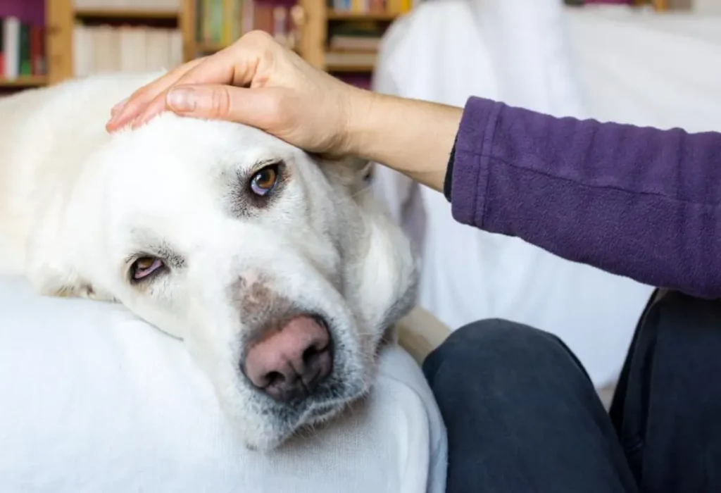 Um cachorro com problemas hepáticos.
