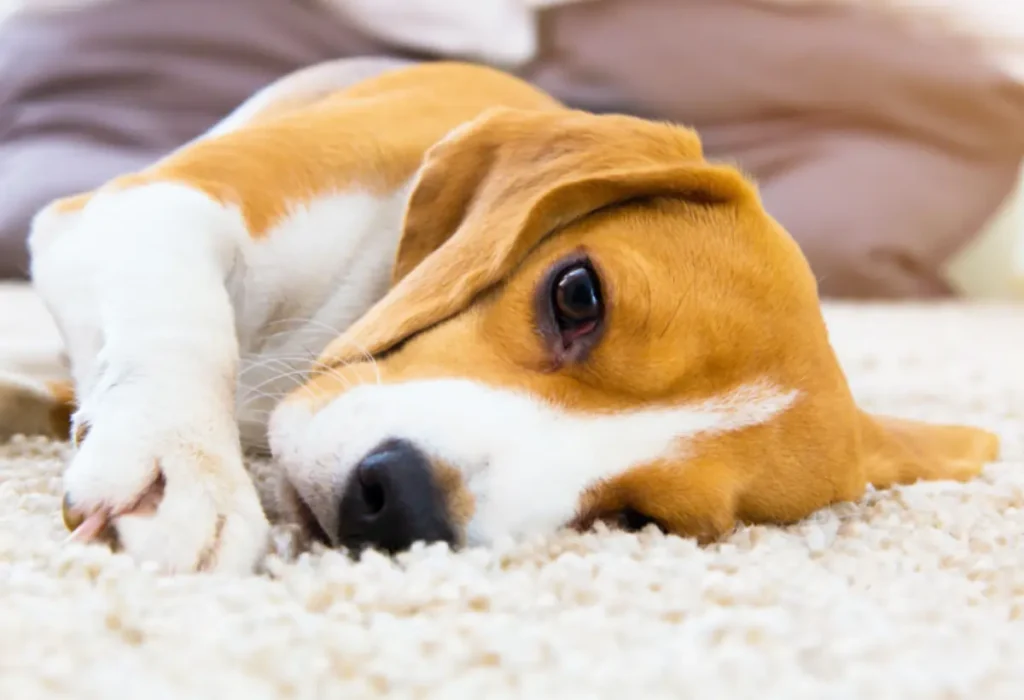 um cachorro deitado em um tapete.