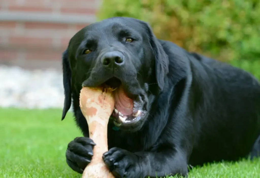 Um cachorro obeso deitado comendo um osso.