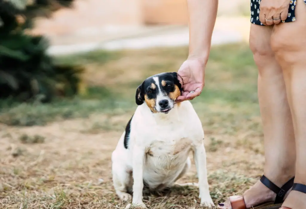 Um cachorro obeso com sua tutora.
