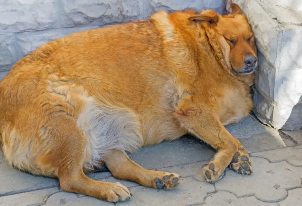 Um cachorro deitado descansando.