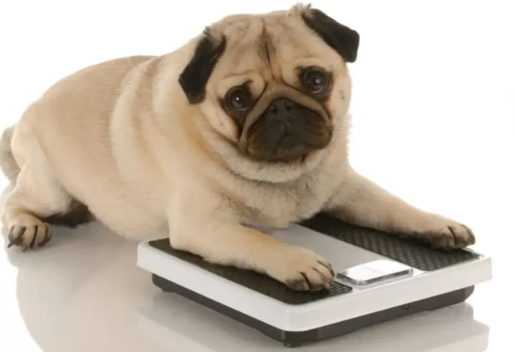 Um cachorro deitado em cima de uma balança.