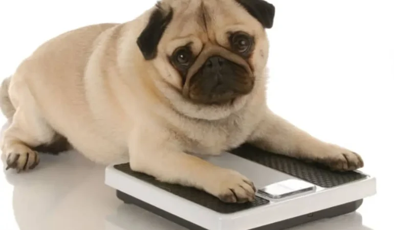 Um cachorro que tem problemas de obesidade.