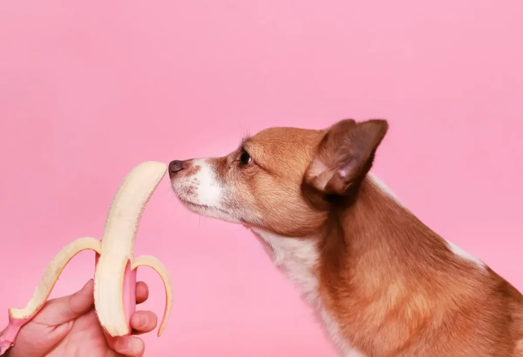 Um cachorro cheirando uma banana.