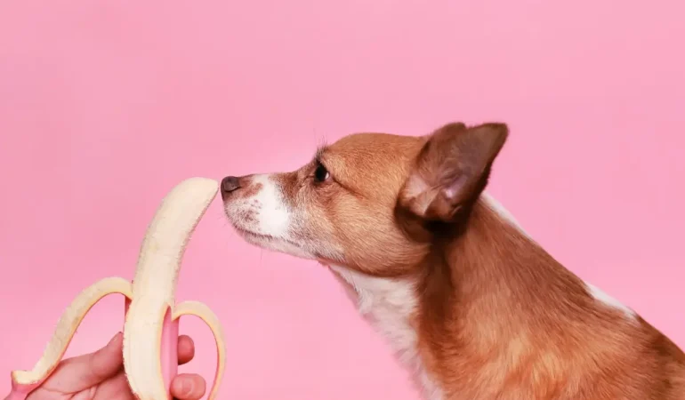 Um cachorro cheirando uma banana.