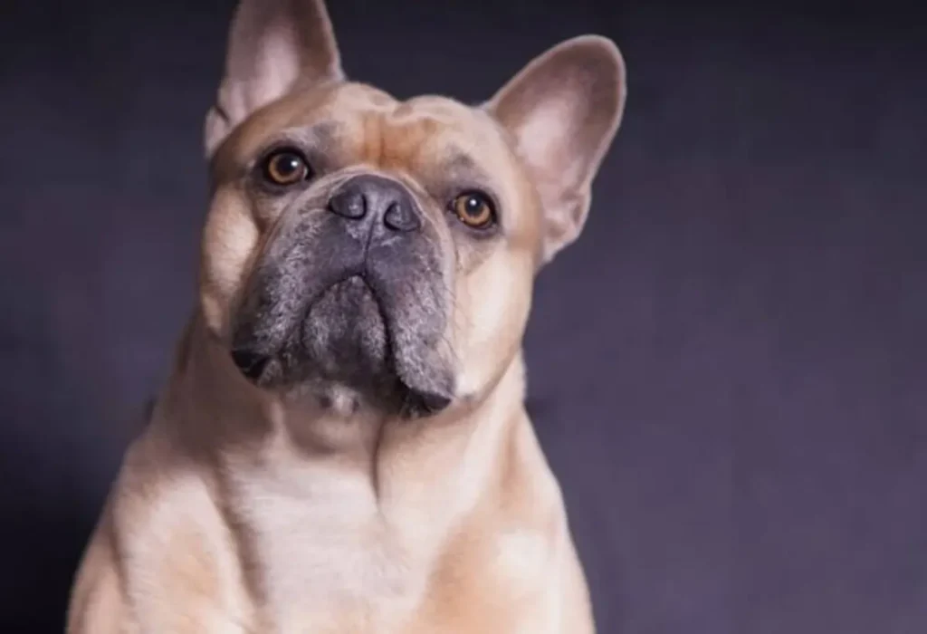 Um cachorro atleta.