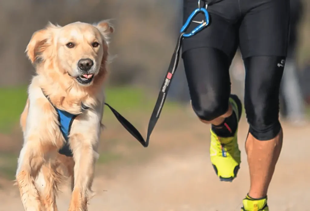 Um cachorro com seu tutor fazendo exercícios.