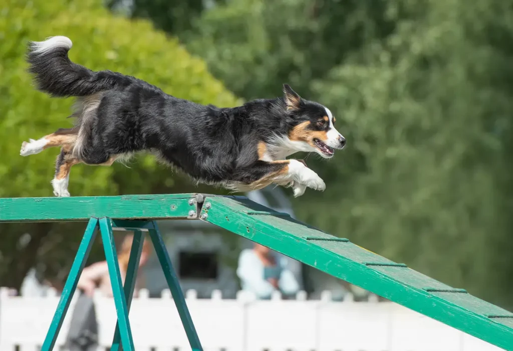Um cachorro atleta.
