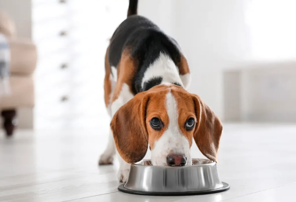 Um cachorro comendo ração.