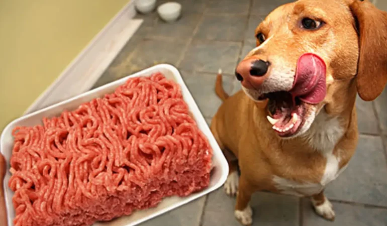 Um cachorro olhando para uma bandeja com carne crua.