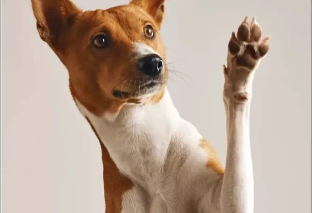 Um cachorro dando a patinha.