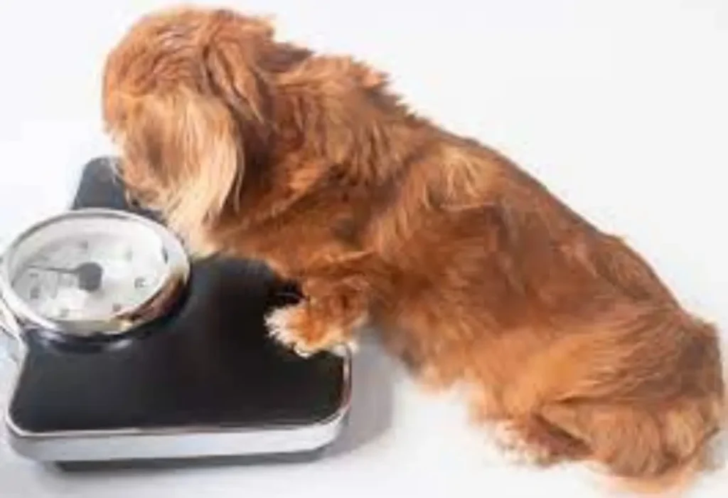 Um cachorro iniciando uma dieta detox.