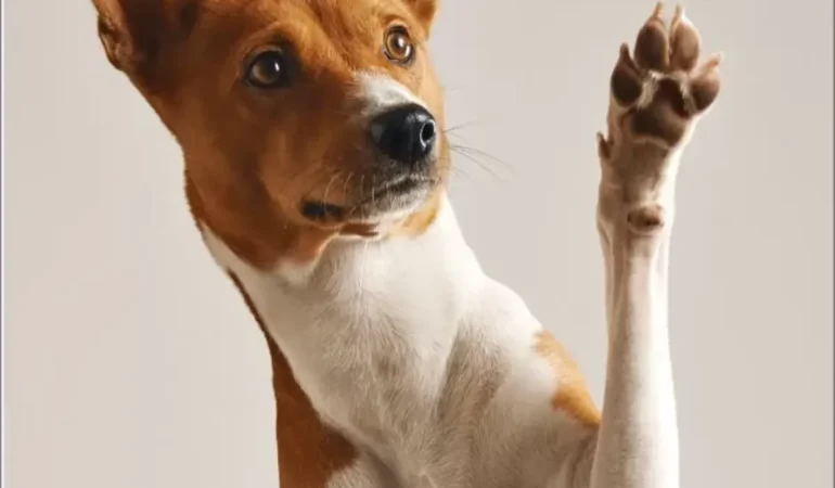 Um cachorro dando a patinha.