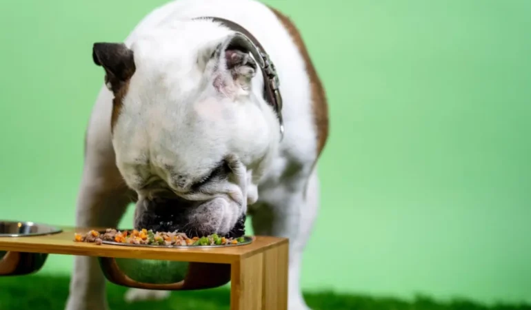 Um cachorro com problemas de pele comendo ração em uma tigela.