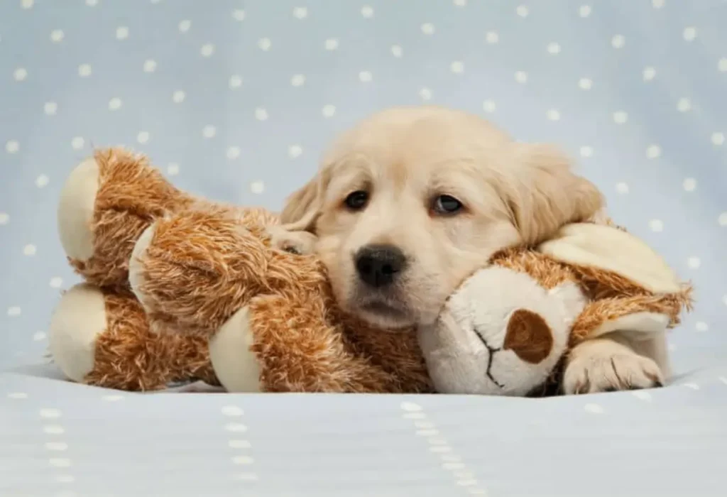 Um cachorro filhote com problemas de pele.