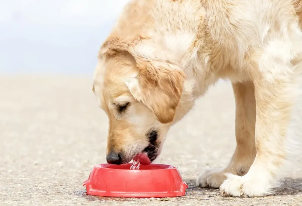 Um cachorro comendo ração de uma tigela no chão.