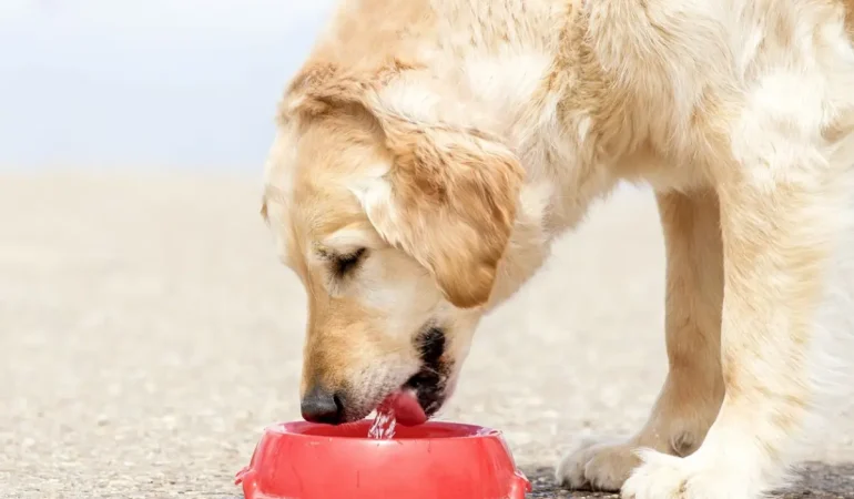 Um cachorro comendo ração de uma tigela no chão.