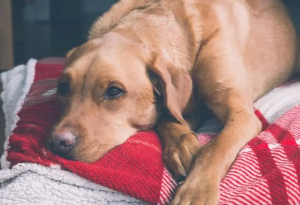 Um cachorro deitado com gastrite