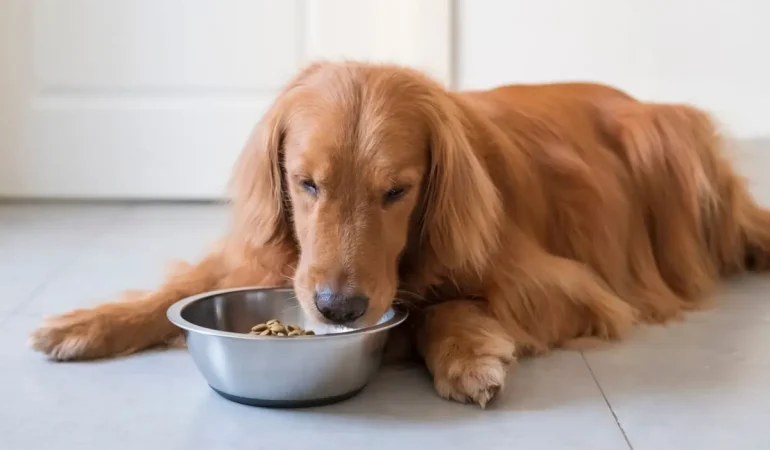 Um cachorro comendo ração de uma tigela.