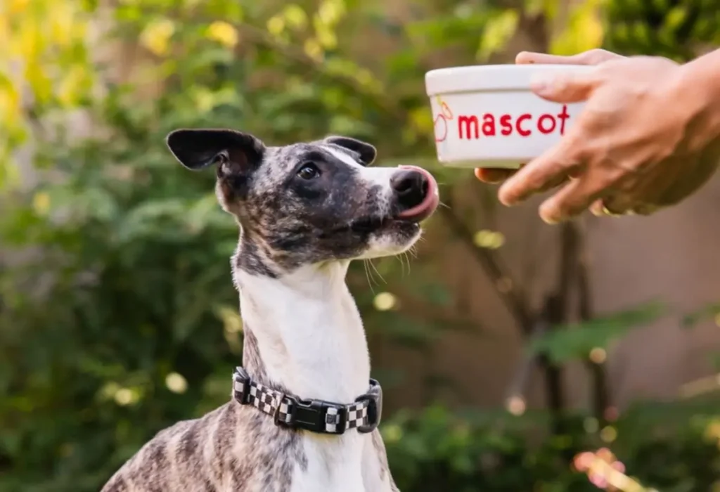 Um cachorro sendo alimentado com ração pelo seu tutor.