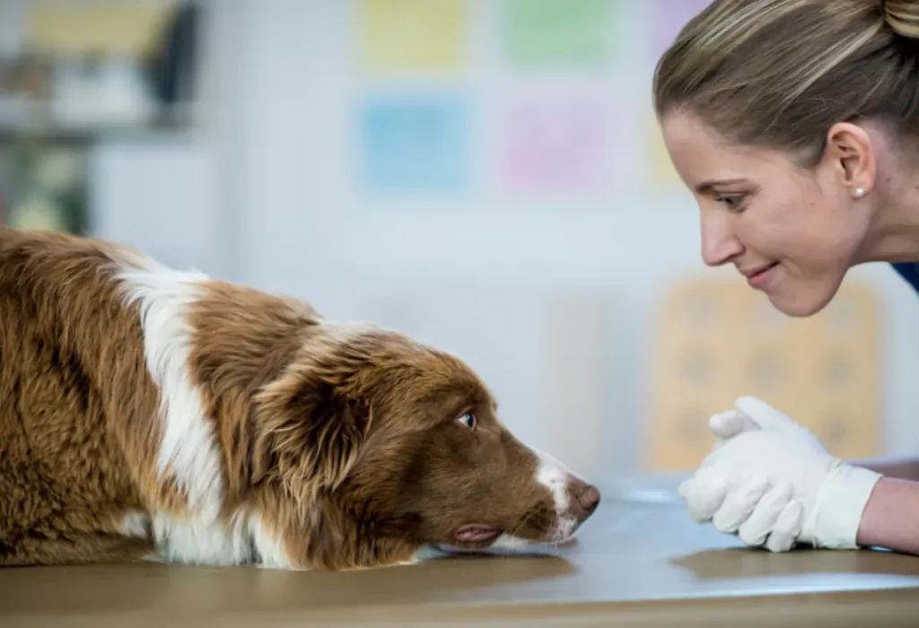 Um cachorro em uma veterinário.