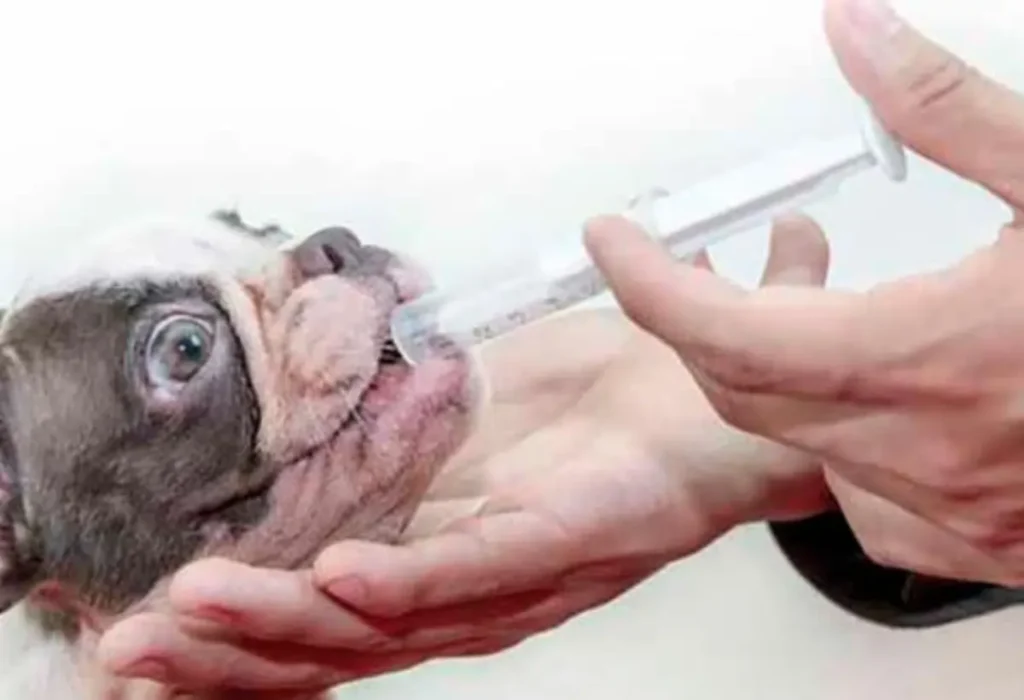 Um cachorro tomando probiótico.