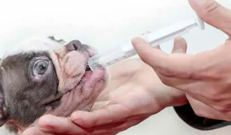 Um cachorro tomando probiótico.