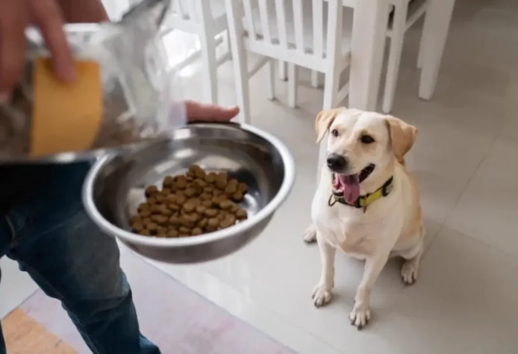 Um cachorro comendo em uma tigela com ração rica em proteínas.