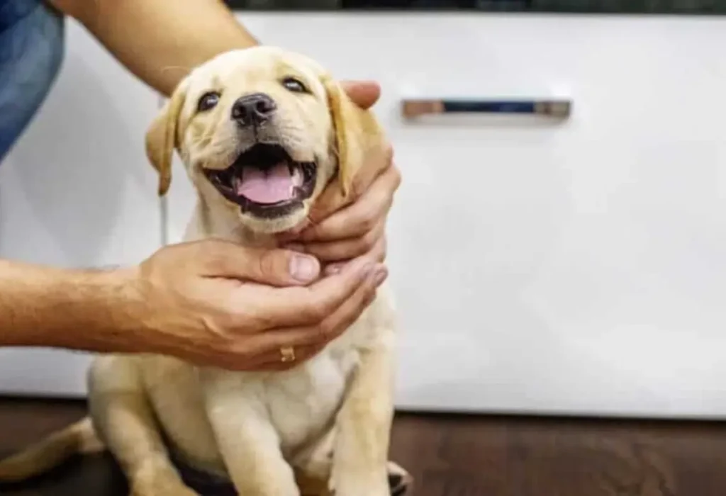 Um cachorro sentado junto ao seu dono.