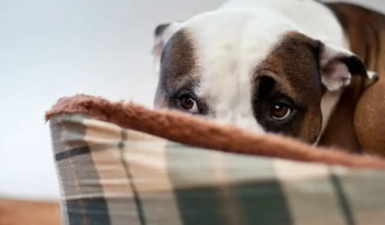 Um cachorro com crises de ansiedade.