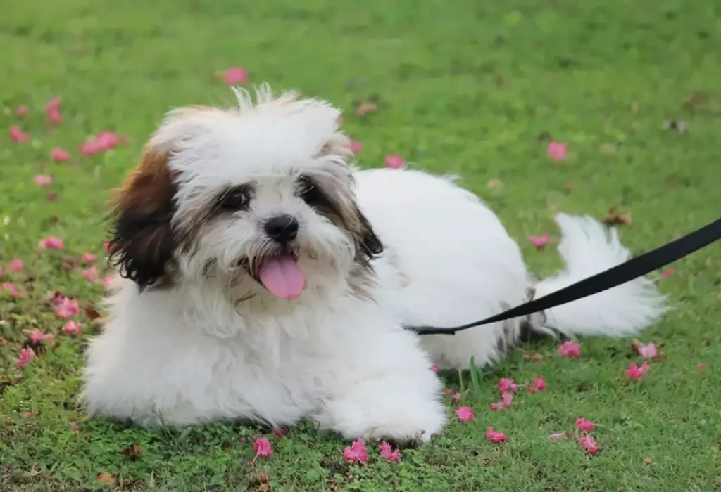 Uma cachorro deitado em um gramado.