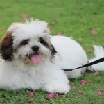 Uma cachorro deitado em um gramado.