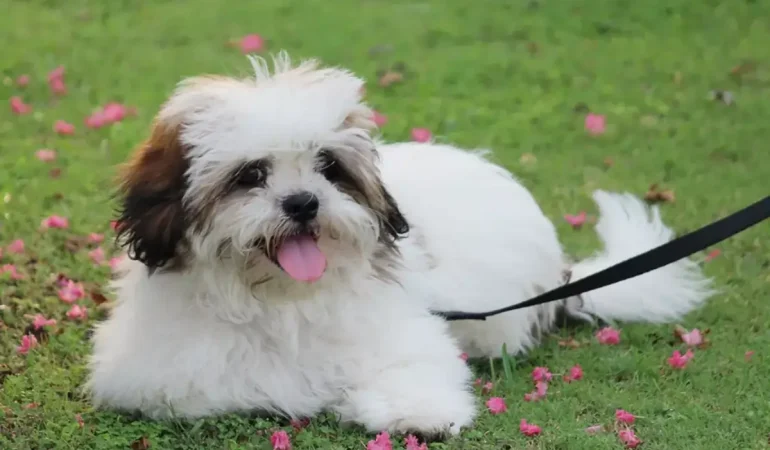 Uma cachorro deitado em um gramado.