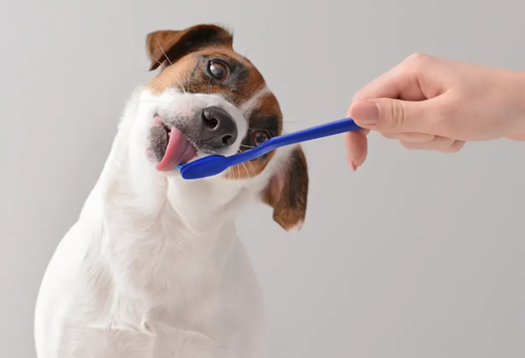 Um cachorro fazendo a higiene bucal.