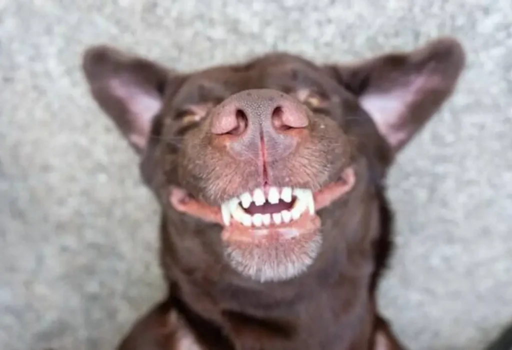 Alimentos corretos para saúde bucal canina.