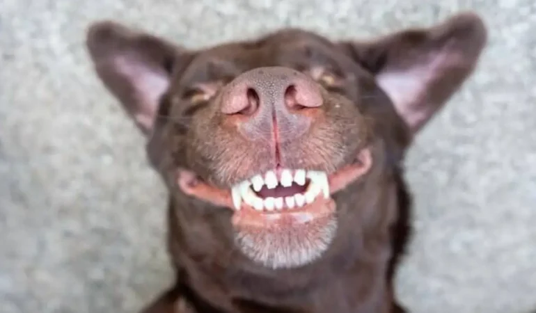 Um cachorro deitado feliz.