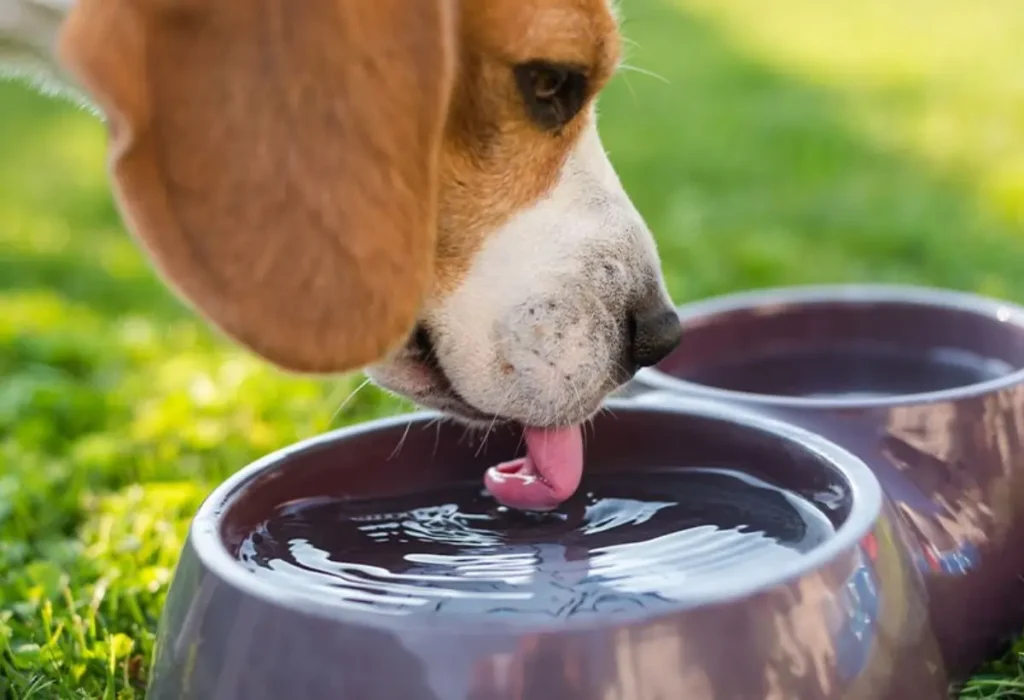 Um cachorro tomando água em uma tigela.