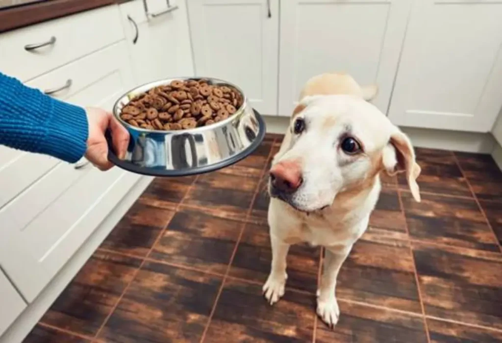 Um cachorro com tigela de ração ao seu lado.