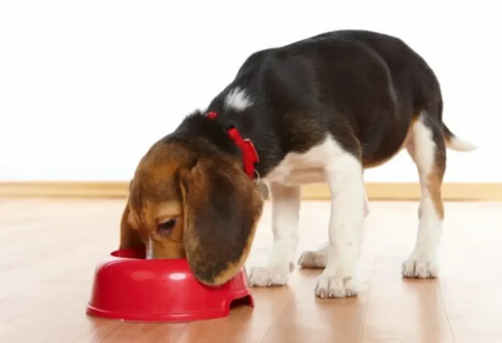 Um cachorro de porte médio comendo ração.