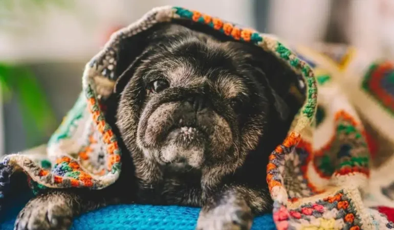 Um cachorro deitado enrolado em uma coberta.