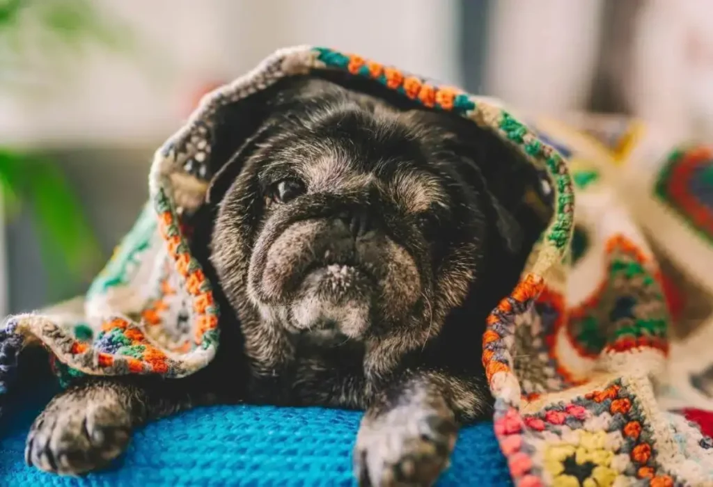 Um cachorro deitado enrolado em uma cobe